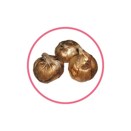 育てて楽しむ！春植え植物13種セット3月下旬より順次