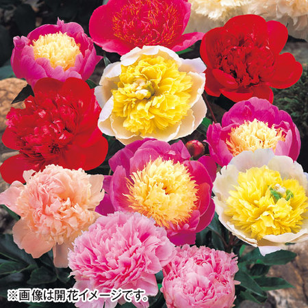 育てて楽しむ！春植え植物13種セット3月下旬より順次