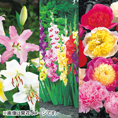 育てて楽しむ！春植え植物13種セット3月下旬より順次