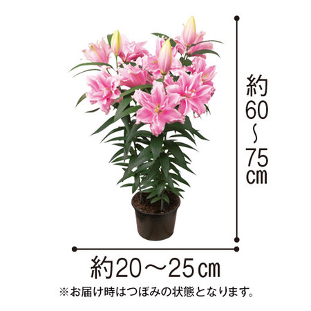 オリエンタル系ローズリリーピンク6月上旬より順次