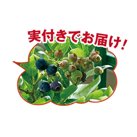 実付きブルーベリー5月中旬より順次