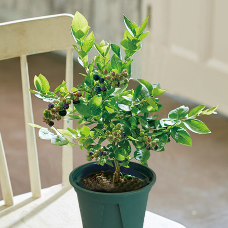 実付きブルーベリー5月中旬より順次