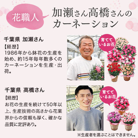 カーネーション　いちごキャンディとカステラセット【母の日お届け】