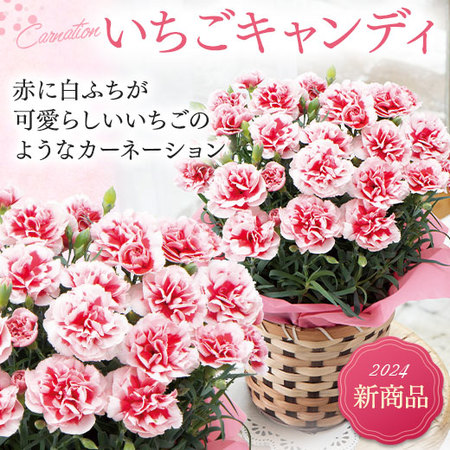 カーネーション　いちごキャンディとカステラセット【母の日お届け】