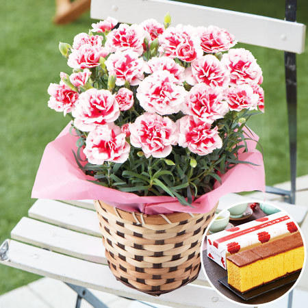 処分セール！ミニカーネーションセット 処分セール！ミニカーネーションセット