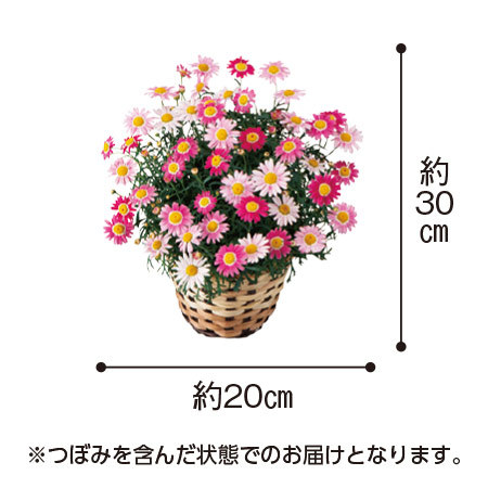 マーガレット　ストロベリーホイップとカステラセット【母の日お届け】