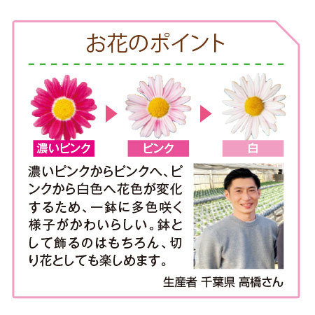 マーガレット　ストロベリーホイップとカステラセット【母の日お届け】