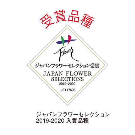 マーガレット　ストロベリーホイップとカステラセット【母の日お届け】