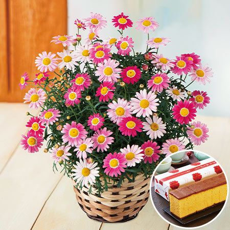 マーガレット　ストロベリーホイップとカステラセット【母の日お届け】