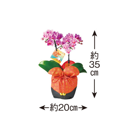 迎春ミディ胡蝶蘭　２本立ち12月中旬～12月下旬届け