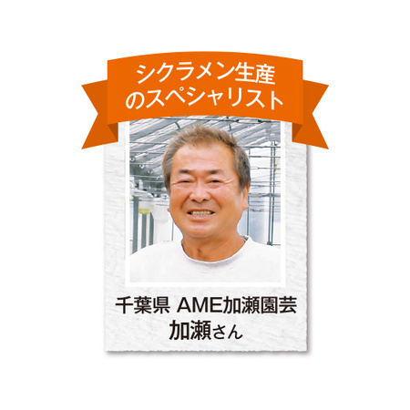 加瀬さんのシクラメン寄せ植え　12月中旬～12月下旬届け