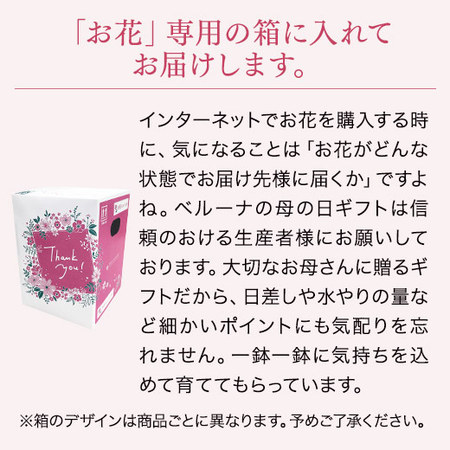 そのまま飾れるカラーブーケ　ミックス【母の日お届け】