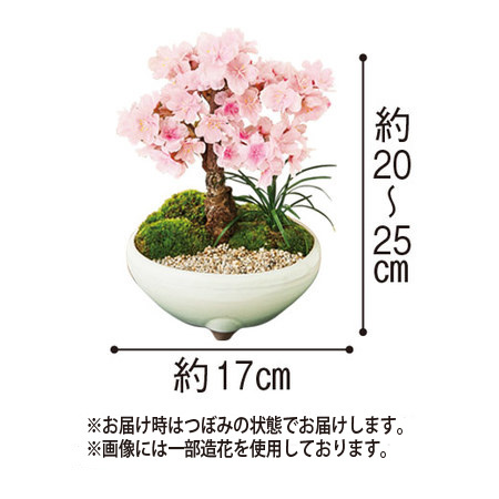 旭山桜盆栽　3月中旬より順次