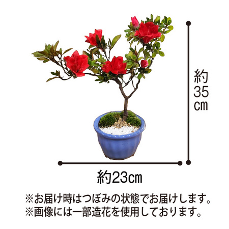 うららかな春の盆栽３点セット　3月中旬より順次