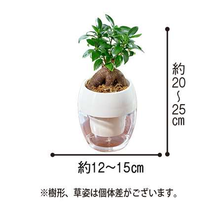 お手入れ簡単！みずてまりん３個セット　3月下旬より順次