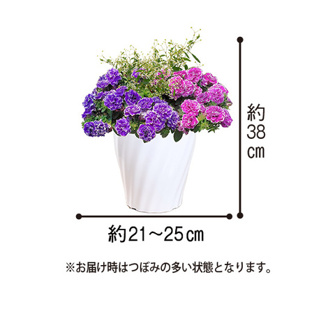 春の寄せ植え３点セット　4月上旬より順次