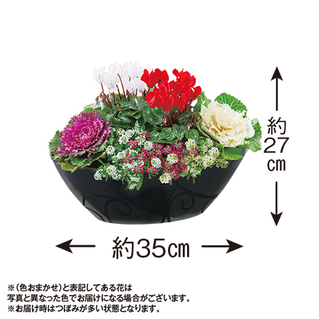 正月紅白ガーデニング【１２月下旬お届け】