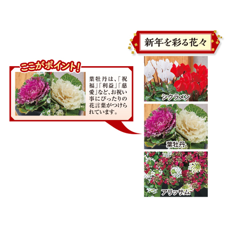 正月紅白ガーデニング【１２月下旬お届け】