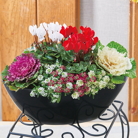 正月紅白ガーデニング【１２月下旬お届け】