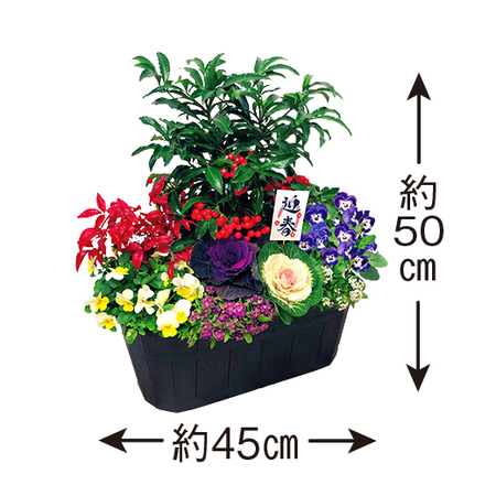 開運祈願大実万両ガーデニング【１２月下旬お届け】