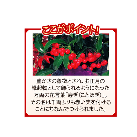 開運祈願大実万両ガーデニング【１２月下旬お届け】
