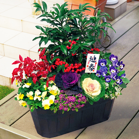 開運祈願大実万両ガーデニング【１２月下旬お届け】