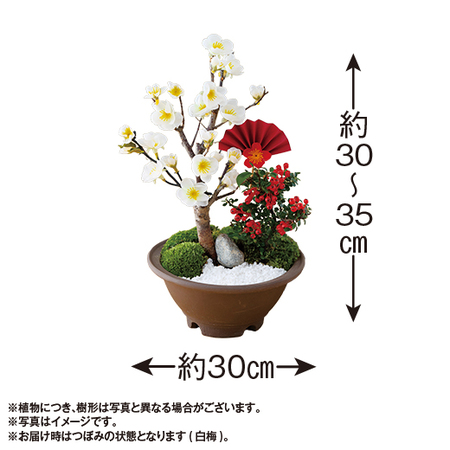 白梅－吉祥梅－【１２月中旬から１２月下旬お届け】