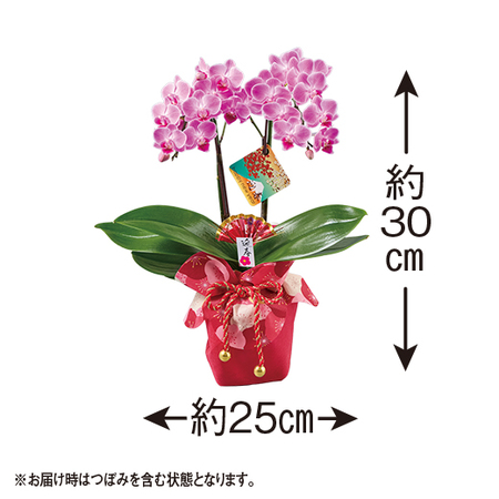 迎春ミディ胡蝶蘭　２本立ち（紫・ピンク系）【１２月中旬から下旬お届け】