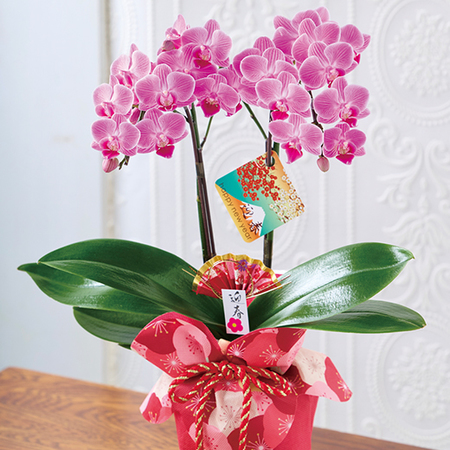 迎春ミディ胡蝶蘭　２本立ち（紫・ピンク系）【１２月中旬から下旬お届け】