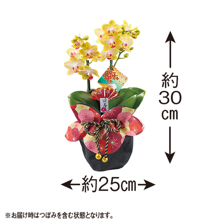 迎春ミディ胡蝶蘭　２本立ち（黄色系）【１２月中旬から下旬お届け】