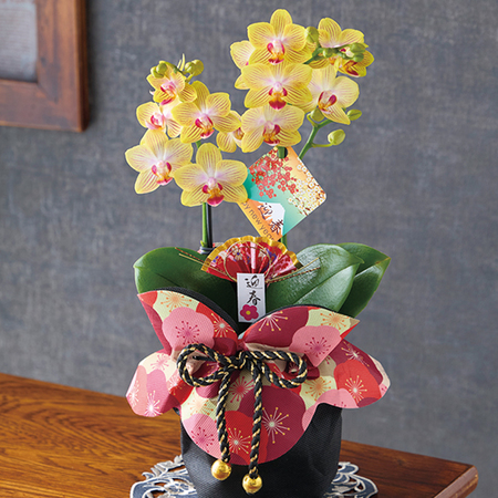 迎春ミディ胡蝶蘭　２本立ち（黄色系）【１２月中旬から下旬お届け】