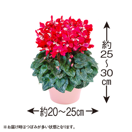 登坂さんのシクラメン「ひらり紫バイカラー」【１２月中旬から下旬お届け】