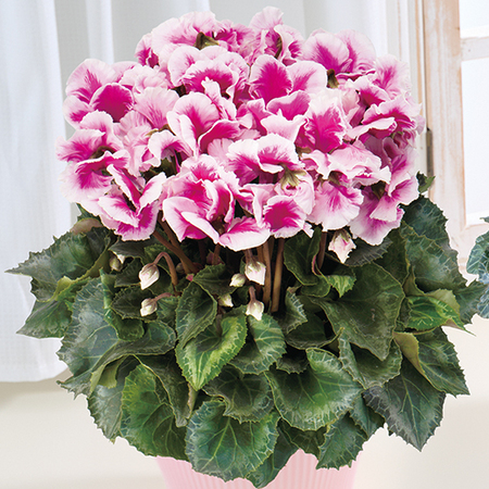 登坂さんのシクラメン「ひらり紫バイカラー」【１２月中旬から下旬お届け】