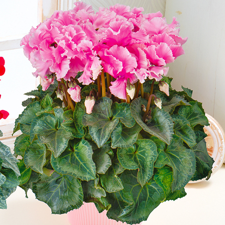 登坂さんのシクラメン「あげはピンクフレーム」【１２月中旬から下旬お届け】