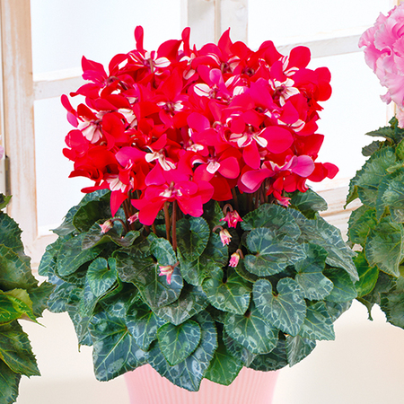 登坂さんのシクラメン「ジックス　レッド」【１２月中旬から下旬お届け】