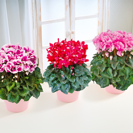 登坂さんのシクラメン３点セット【１２月中旬から下旬お届け】