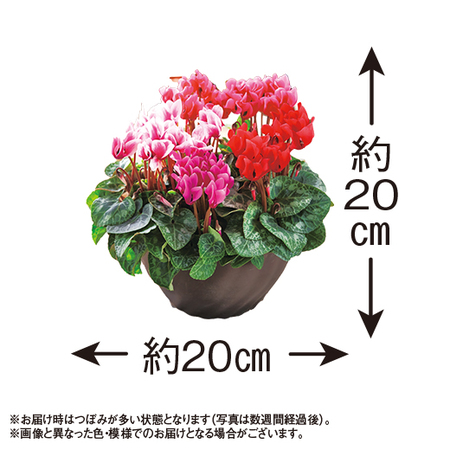 加瀬さんのシクラメン寄せ植え【１２月中旬から下旬お届け】