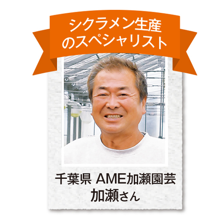 加瀬さんのシクラメン寄せ植え【１２月中旬から下旬お届け】