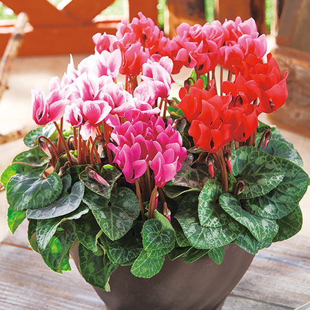 加瀬さんのシクラメン寄せ植え【１２月中旬から下旬お届け】