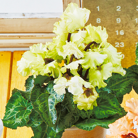 シクラメン　ファンタジーカラー（ライムグリーン）【１２月中旬から下旬お届け】