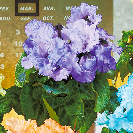 シクラメン　ファンタジーカラー（ディープブルー）【１２月中旬から下旬お届け】