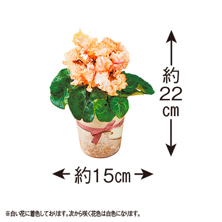 シクラメン　ファンタジーカラー（レモンイエロー）【１２月中旬から下旬お届け】