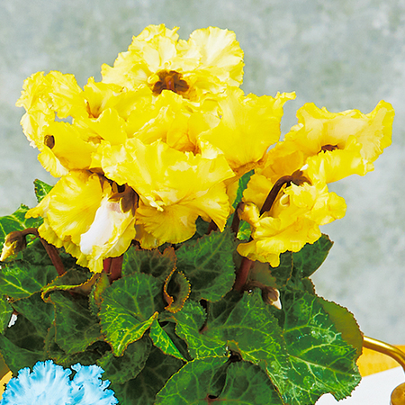 シクラメン　ファンタジーカラー（レモンイエロー）【１２月中旬から下旬お届け】