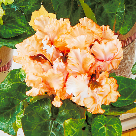 シクラメン　ファンタジーカラー（アプリコットオレンジ）【１２月中旬から下旬お届け】