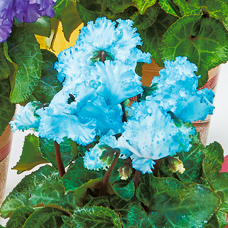 シクラメン　ファンタジーカラー（スカイブルー）【１２月中旬から下旬お届け】