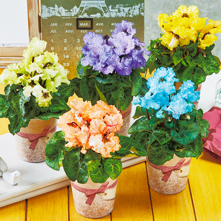 シクラメン　ファンタジーカラー５点セット【１２月中旬から下旬お届け】