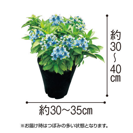 あじさい「碧の瞳」【４月中旬より順次】