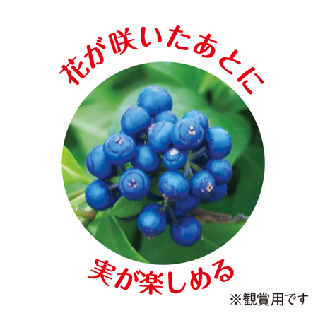 あじさい「碧の瞳」【４月中旬より順次】