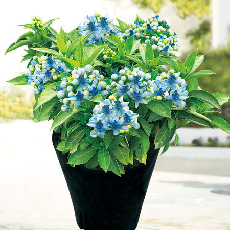 あじさい「碧の瞳」【４月中旬より順次】