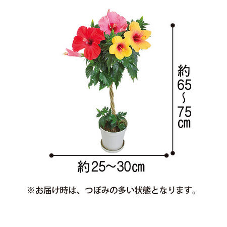 ３色ミックスハイビスカス　トピアリー仕立て【６月下旬より順次】